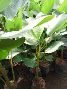 Bunga calathea luthea 