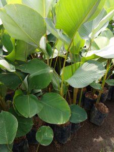 Bunga calathea lutea