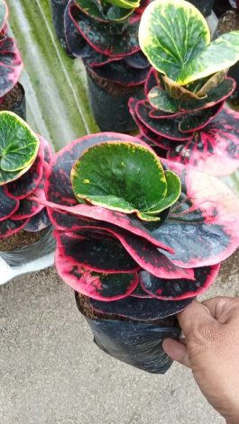 Tanaman bunga puring apel rose Thailand