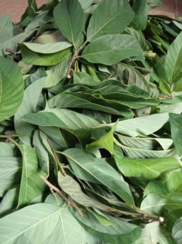 Daun srikaya segar atau baru dipetik berat 1kg