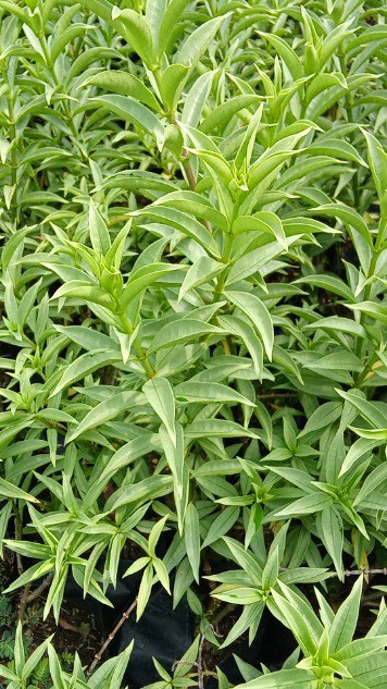 Tanaman bunga Alamanda bludru