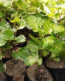 Bibit tanaman mangkokan varigata