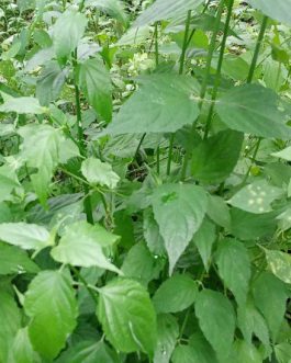 Daun dandang gendis atau dandang gula segar baru dipetik