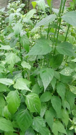 Daun dandang gendis atau dandang gula segar baru dipetik