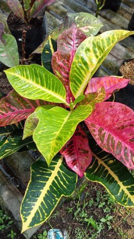 Tanaman hias bunga puring red sambo / merah sambo