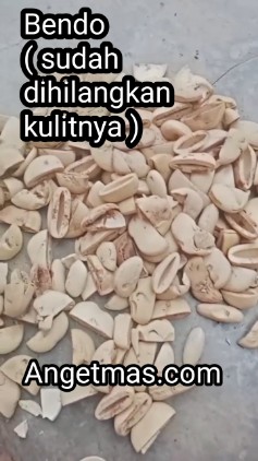 Bendo / biji buah bendo sudah dihilangkan kulitnya