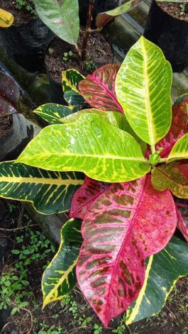 Tanaman bunga puring Red sambo