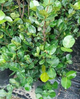 Tanaman buah ceri black pitomba atau grumicama