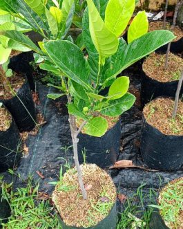 Tanaman buah nangka J33