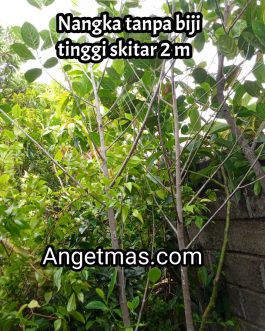 Tanaman buah nangka tanpa biji