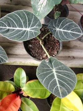 Tanaman bunga alocasia reginula black velfet