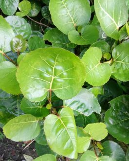 Daun mangkokan segar