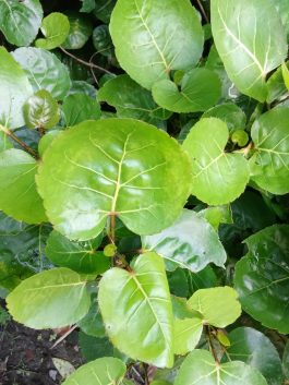 Daun mangkokan segar