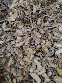 Temu giring kering berkualitas