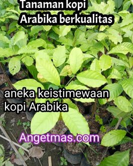 Bibit tanaman kopi Arabika berkualitas