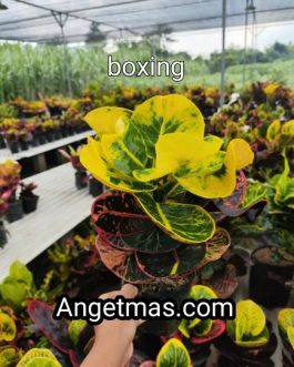 Bunga puring apel boxing