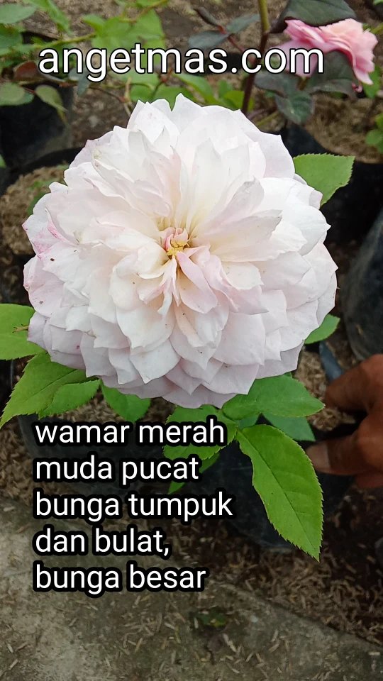 Tanaman bunga mawar merah muda pucat