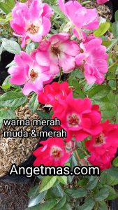 Bunga mawar baby rose 