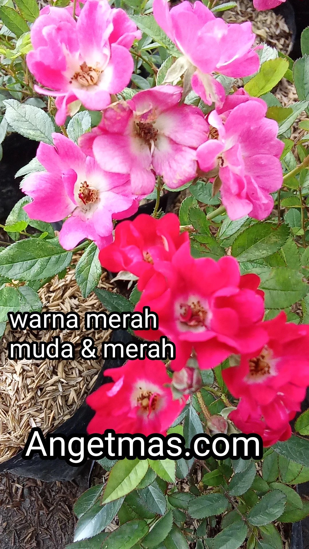 Bunga mawar baby rose