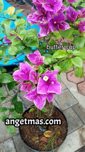 Tanaman bunga Bougenville buttercup 