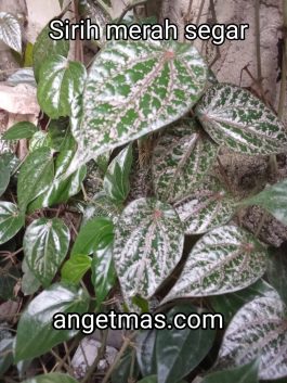 Daun sirih merah segar