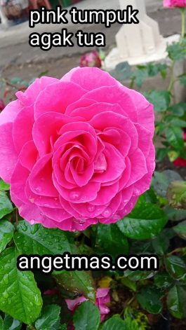 Tanaman bunga mawar pink tumpuk