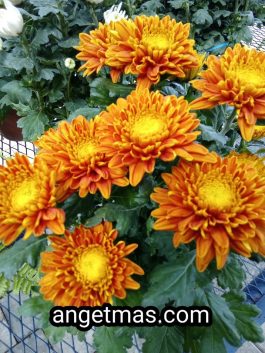 Tanaman bunga Krisan orange