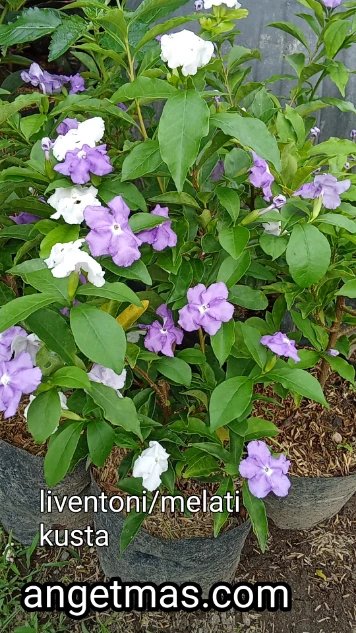 bunga melati kusta / liventoni