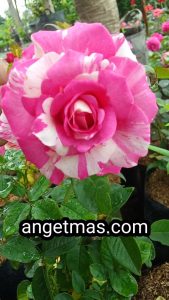 Bunga mawar batik merah putih