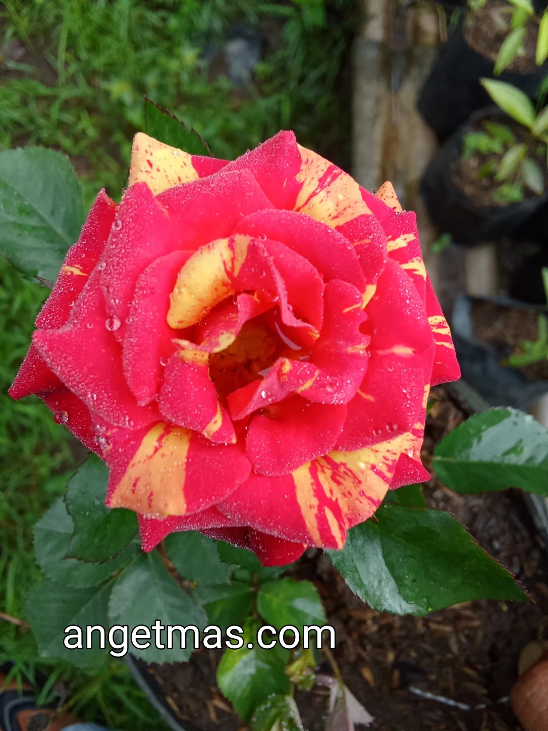 bunga mawar batik orange