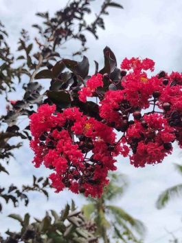 Tanaman bunga sakura black diamond