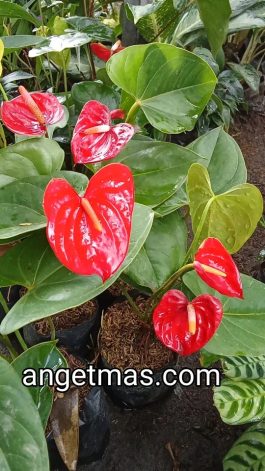 Tanaman bunga anthurium Mickey mouse