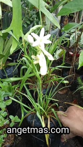 Bibit tanaman bunga sedap malam