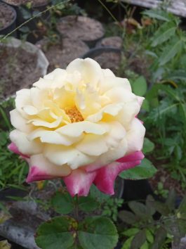 Tanaman bunga mawar summer of love