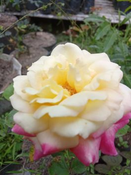 Tanaman bunga mawar summer of love