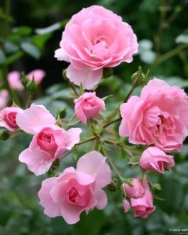 Tanaman bunga mawar pink rambat