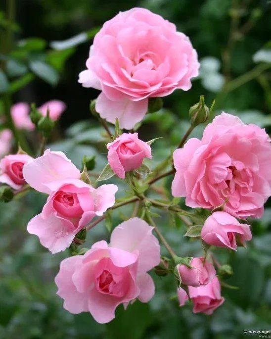 Tanaman bunga mawar pink rambat - Gambar 2