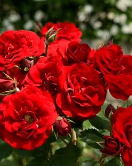 Tanaman bunga mawar rambat merah