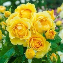 tanaman bunga mawar kuning rambat