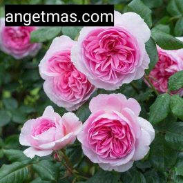 tanaman bunga mawar rambat moncour / mawar jepang