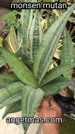 tanaman bunga sansiferia monsen mutan