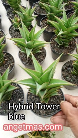 Tanaman bunga sansiferia hybrid Tower blue