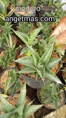 Tanaman Bunga Sansevieria Sindoro