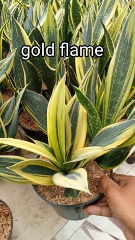 jual tanaman bunga sansevieria gold flame