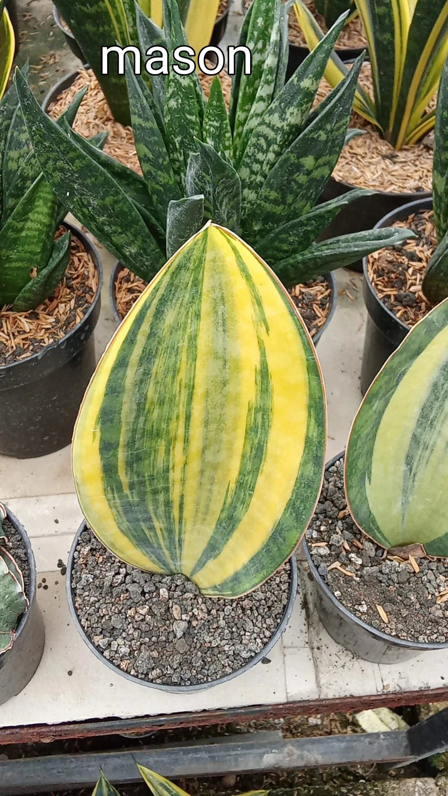 jual tanaman bunga sansevieria monsen - Gambar 2