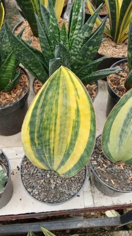 jual tanaman bunga sansevieria monsen
