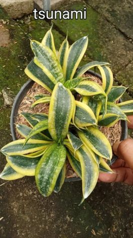 jual tanaman bunga sansevieria tsunami