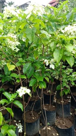 jual tanaman bunga Dahlia putih tinggi 1,5 meter