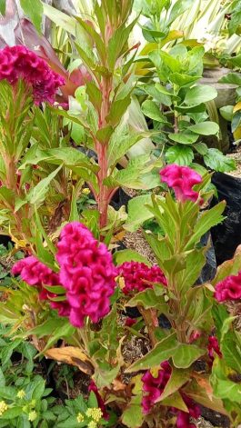 tanaman bunga jengger ayam