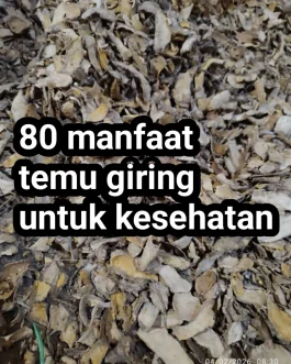 Temu giring kering berkualitas